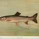 Illustration for article titled Fishes of North America That are Captured on Hook and Line